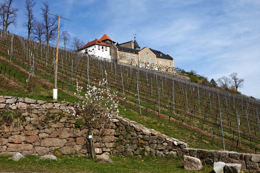 Gernsbach28.jpg - Aber Eberstein ist auch ein Weingut, und der kommt natürlich irgendwo her.
