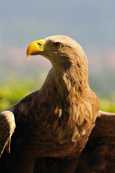 Guttenberg-082009-38.jpg - Ich verstehe immer mehr, weshalb viele Könige den Adler als ihr Wappentier auserkoren haben.
