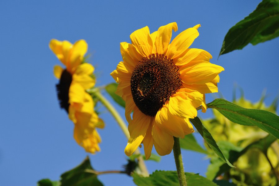 Guttenberg-082009-82.jpg - Diese Sonnenblumen sind nicht mehr in Guttenberg zu finden, sondern in meiner Heimatstadt Waldbronn. So schöne Farben zaubert nur die D700.