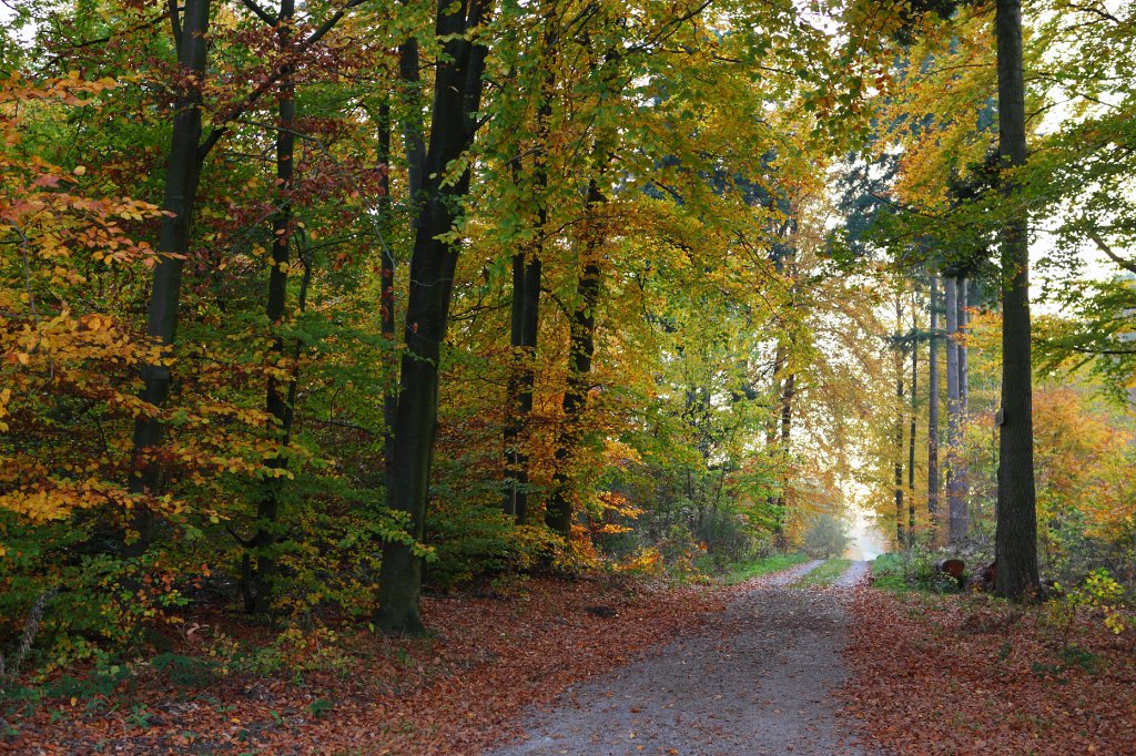 Herbst2009-01.jpg - Der herbstliche Wald in der Nähe von Langensteinbach.