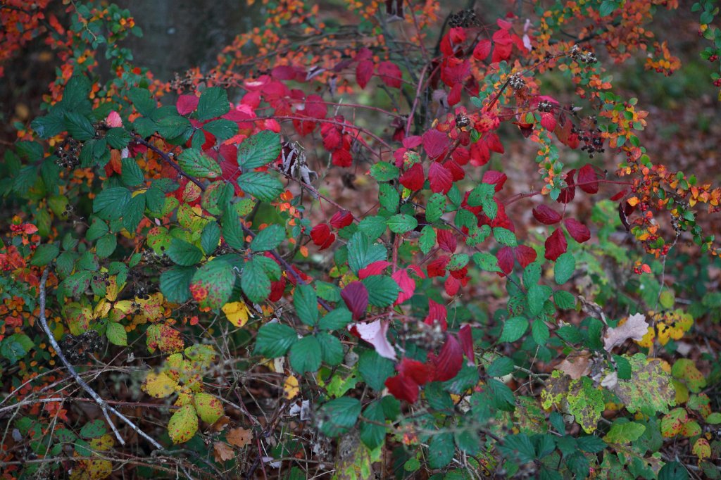 Herbst2009-05.jpg - Ein buntes Potpourri der Herbstfarben.