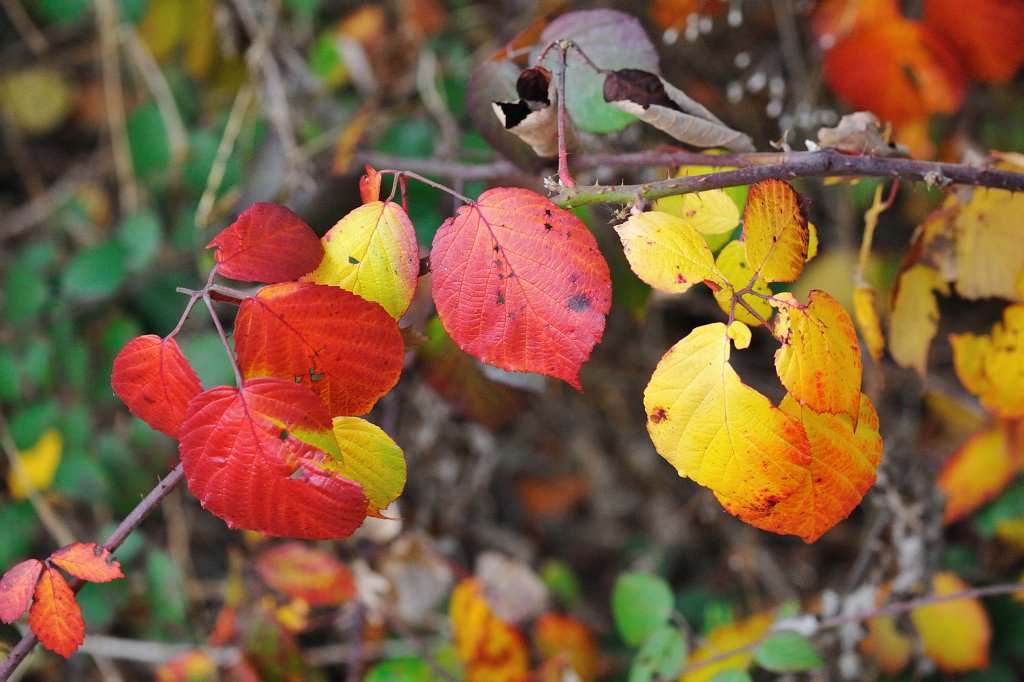 Herbst2009-09.jpg - Solche Farben kann nur die Nikon D700 wiedergeben.