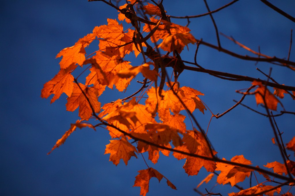 Herbst2009-13.jpg - Herbstliche Blätter im Scheinwerferlicht vorm Supermarkt in Waldbronn zur blauen Stunde.