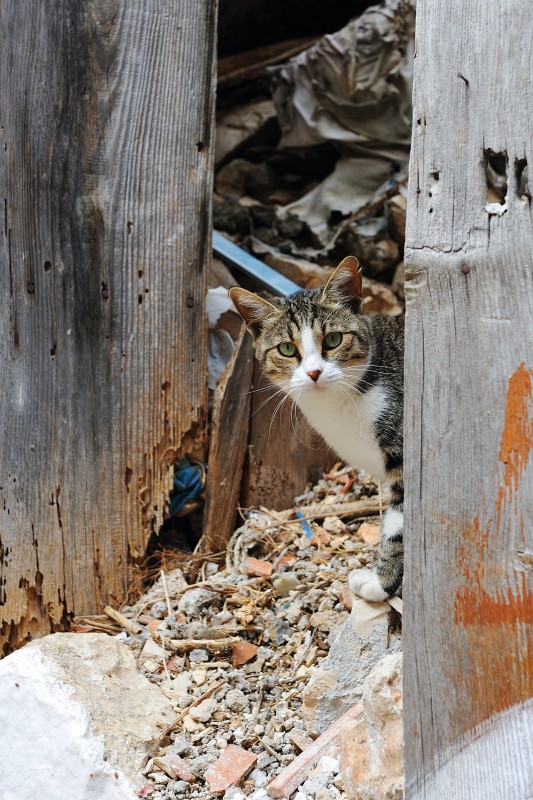 Kas-10-2009-097.jpg - Die Katze findet den Zustand der Bausubstanz inakzeptabel und wird daher mindestens die doppelte Menge Katzenfutter als Entschädigung verlangen.
