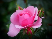 Rose-07