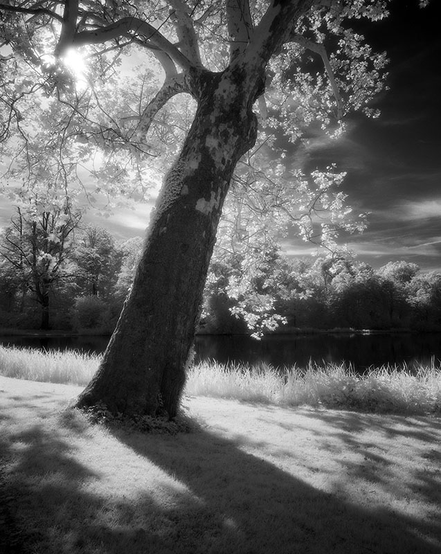 IR4.jpg - Ein Baum im Schlosspark von Schwetzingen im Gegenlicht. Leider passen auf einen 120er Rollfilm nur 10 Bilder im 6x7 Format, und der Film darf nur in Dunkelheit gewechselt werden, weswegen ich unterwegs nur sehr wenige Bilder machen konnte. Ich hätte hier im Park gerne mehr fotografiert.