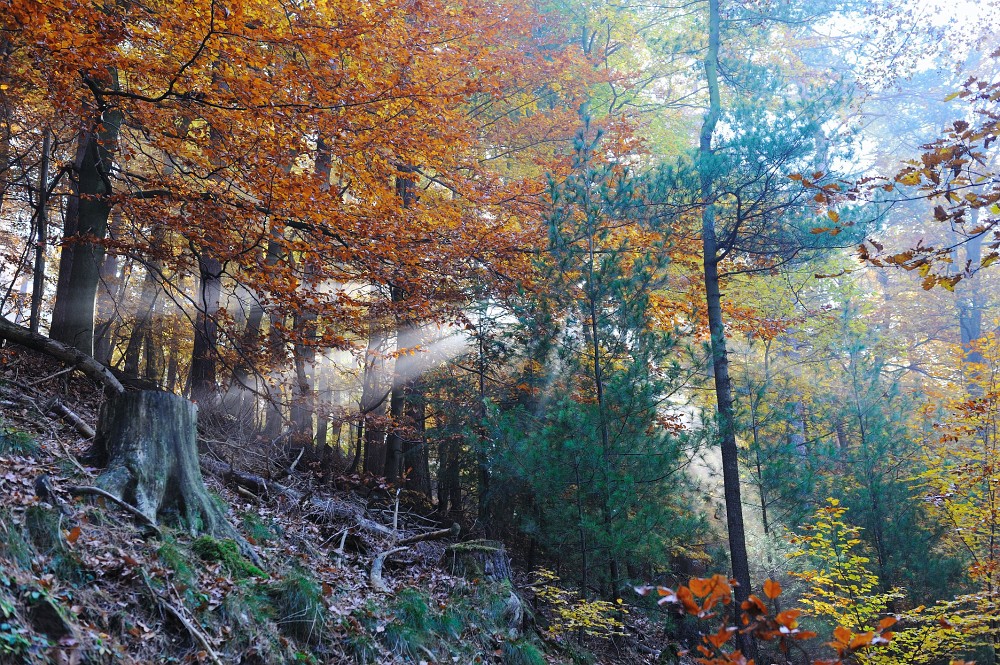 WaldImNebel13.JPG - Dieser Lichtstrahl "schaut" auf den Baumstumpf.