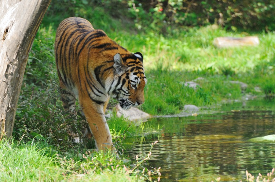 Wien-098.JPG - Ich staune darüber, wie schön man diesen Tiger beobachten kann. In der Stuttgarter Wilhelma versteckt er sich meist im "Dschungel" ganz weit weg von den Besuchern.