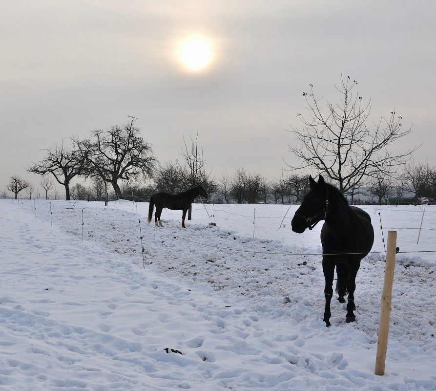 Winter-2009-10-10.jpg - Auch die Pferde haben es nicht leicht im Winter. Ich hätte ihnen zumindest eine wärmende Decke gewünscht.