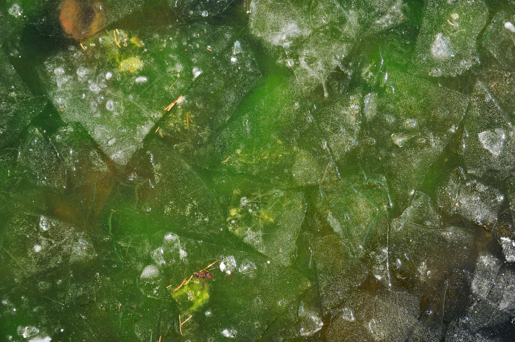 Winter-2009-10-50.jpg - Ice, ice baby! Magisch grün leuchtet die Eisdecke des Springbrunnens an der Orangerie.