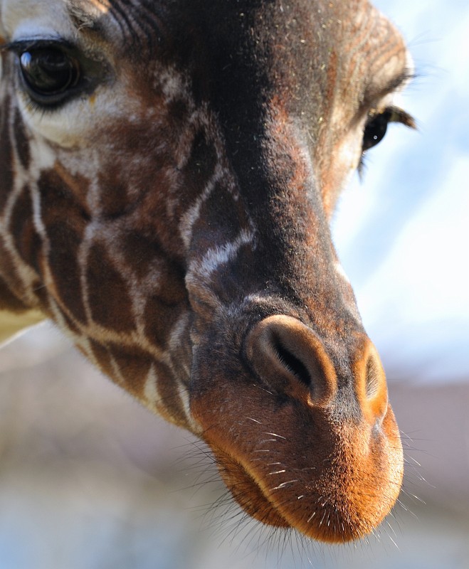 ZooKa210309-09.jpg - Diese Giraffe steckt gerne ihre Nase in Dinge wie zum Beispiel dieses Bild hinein.
